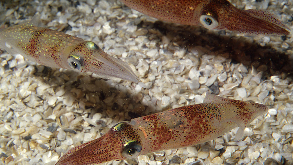 calamari costieri longfin