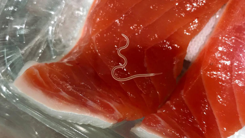 Anisakis parasites on a salmon fillet