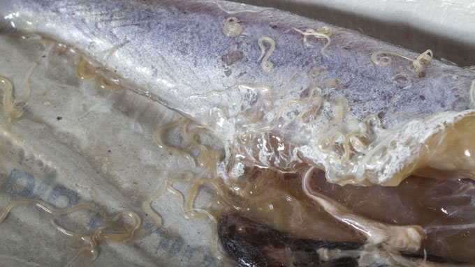 blue whiting fish with Anisakis worms