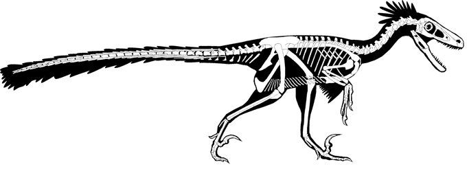 D. notohesperυs skeleton