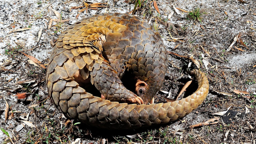 Corona Virus Host Pangolin – Site Title