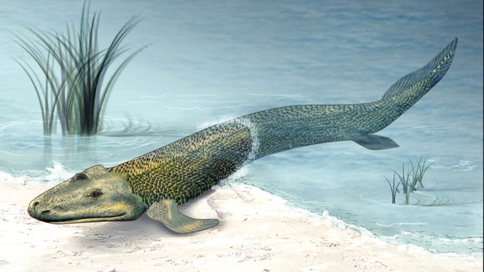 Tiktaalik roseae illustration