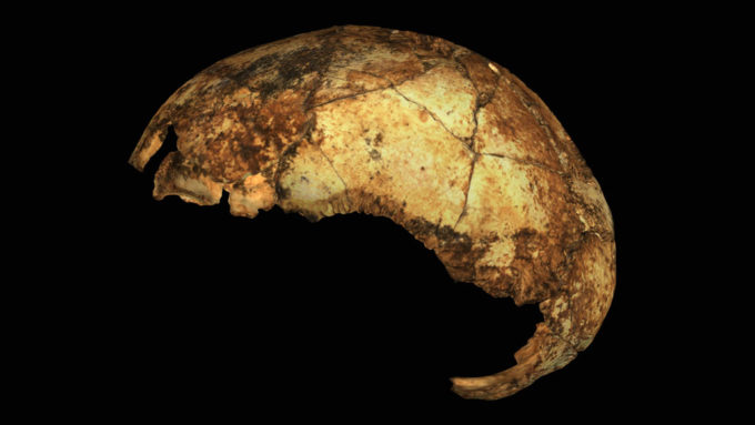 Homo erectus braincase
