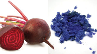 beets and blue dye made from beets