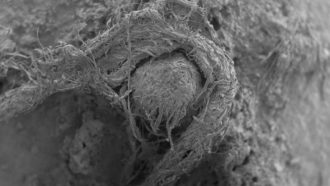 SEM image of Neandetal string