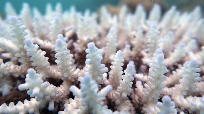 Acropora koralen 