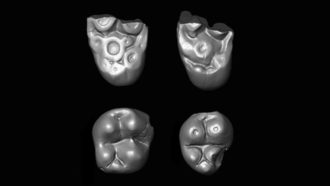 Ucayalipithecus primate teeth