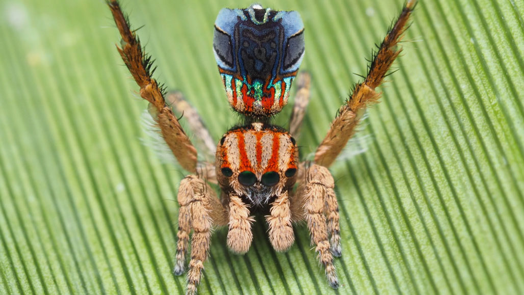 One of seven newly described peacock spiders, Maratus azureus, from the southwestern region of the state of Western Australia, was named for the deep blue color on its flashy abdomen. Photo by Joseph Schubert