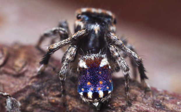 Maratus constellatus