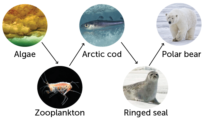 Arctic food web diagram