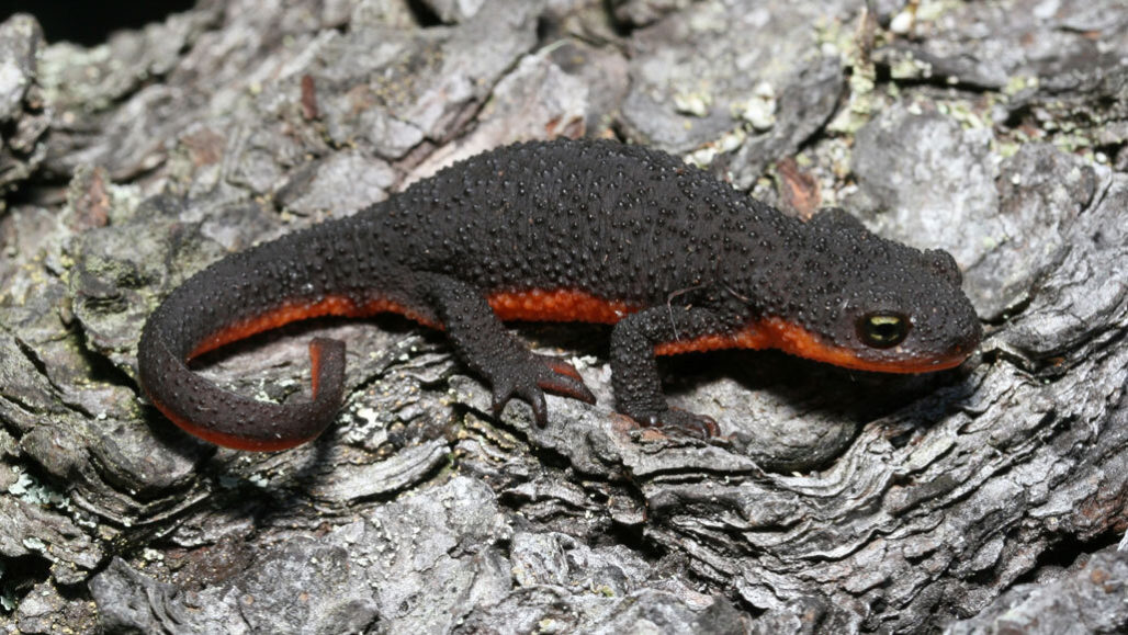 Toxin-producing bacteria can make this newt deadly