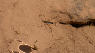 water strider