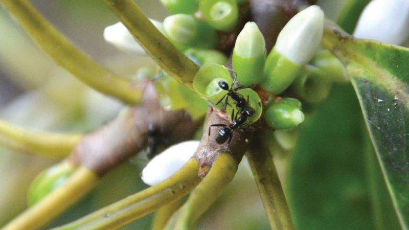Ants plant seeds on Squamellaria