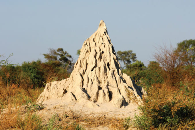 Macrotermes bellicosus mound