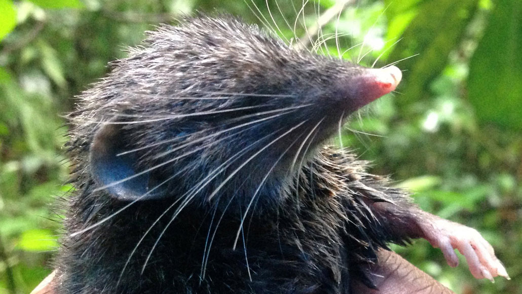 Here's why a hero shrew has the sturdiest spine of any mammal Here's why a hero shrew has the sturdiest spine of any mammal
