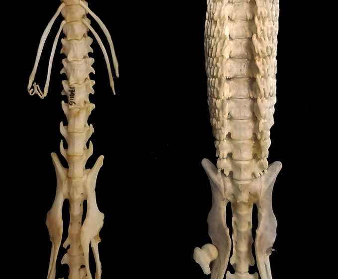 spines of an African giant shrew and a hero shrew