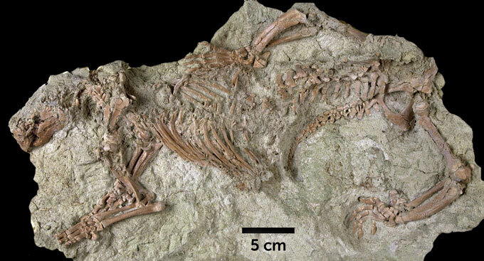 Adalatherium hui fossil