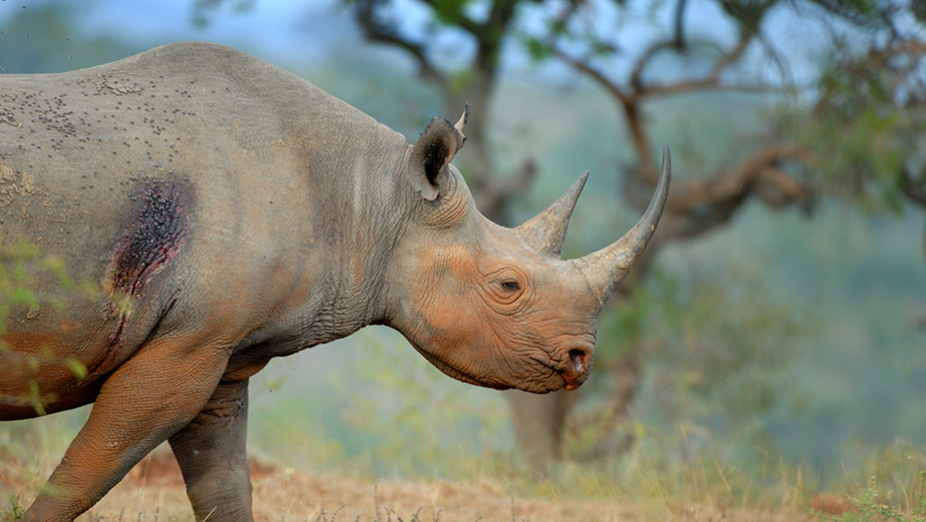 Hitchhiking oxpeckers warn endangered rhinos when people are nearby