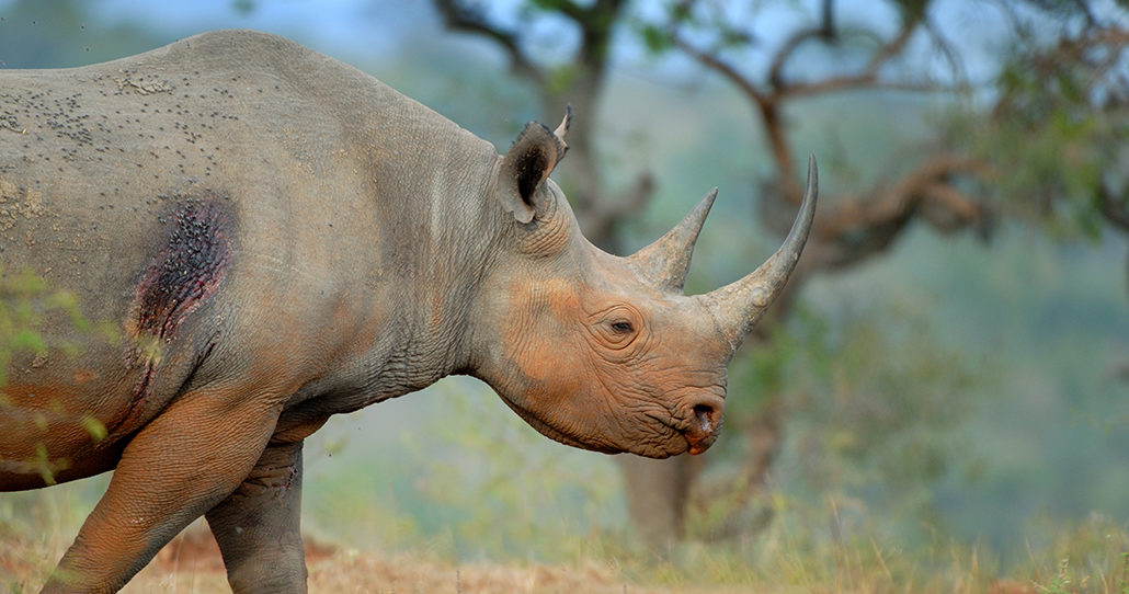 Black rhino
