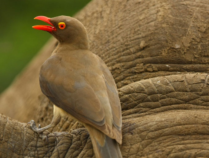 Red-billed oxpecker