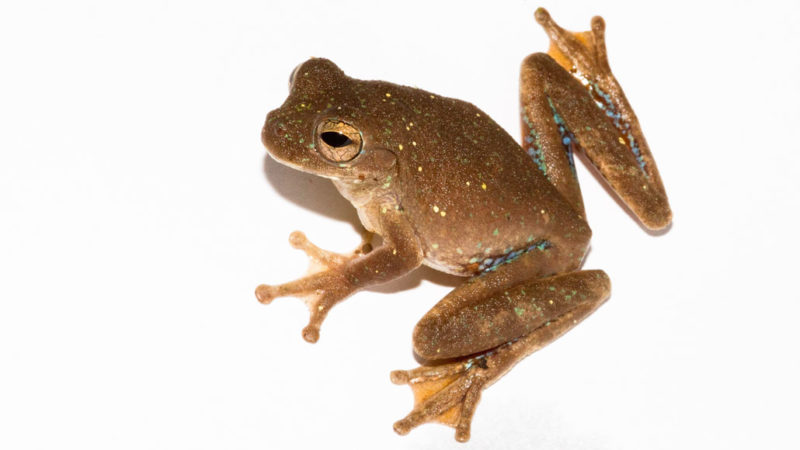 Male pug-nosed tree frog