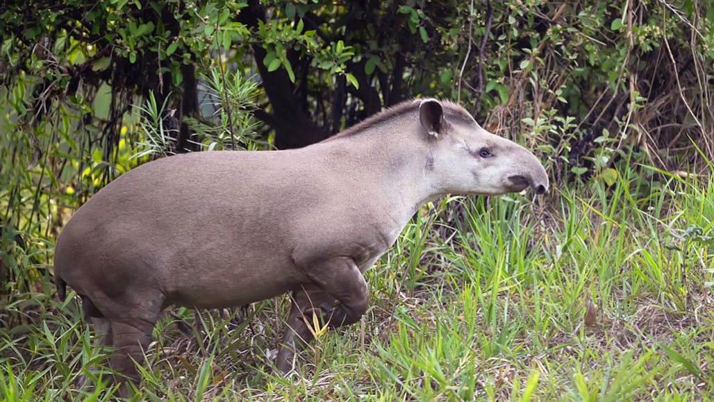 Tapirs may be key to reviving the Amazon. All they need to do is poop