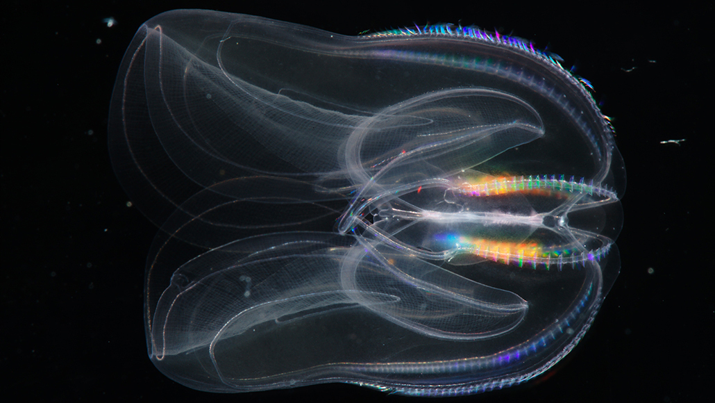 Some comb jellies cannibalize their young when food is scarce