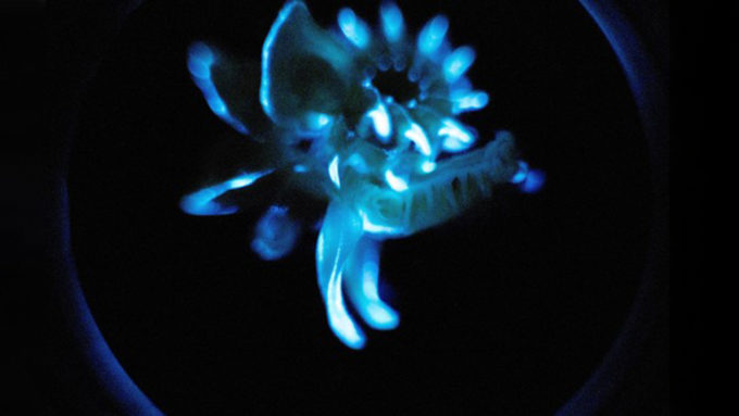a marine parchment tube worm glows blue against a black background