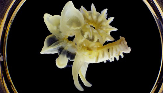 a marine parchment tubeworm in natural light
