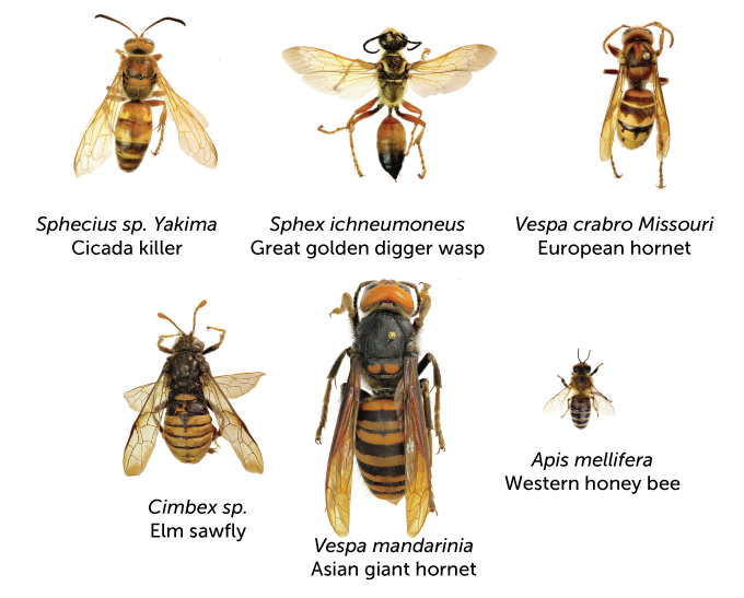 Wasps, hornets and bees size chart