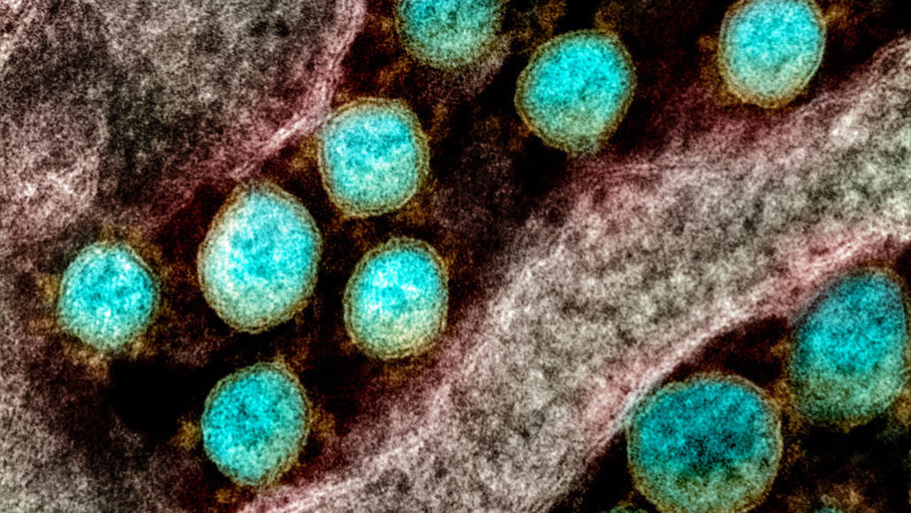 T cells