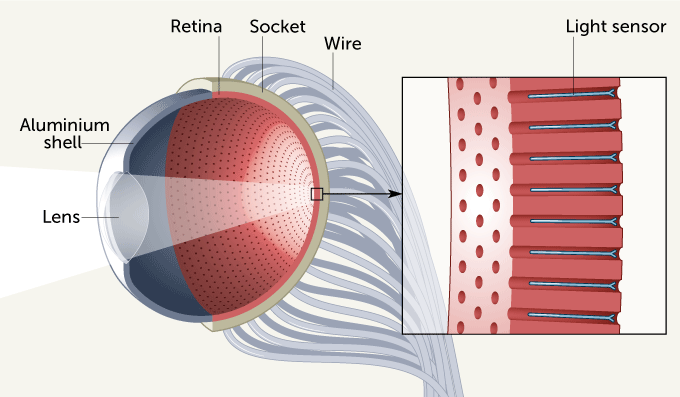 artificial eyeball diagram
