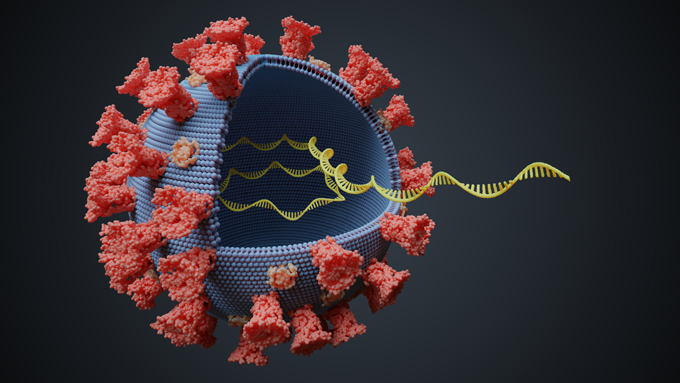 SARS-CoV-2 coronavirus and single-stranded RNA