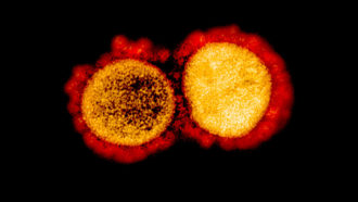 Two versions of the coronavirus SARS-CoV-2