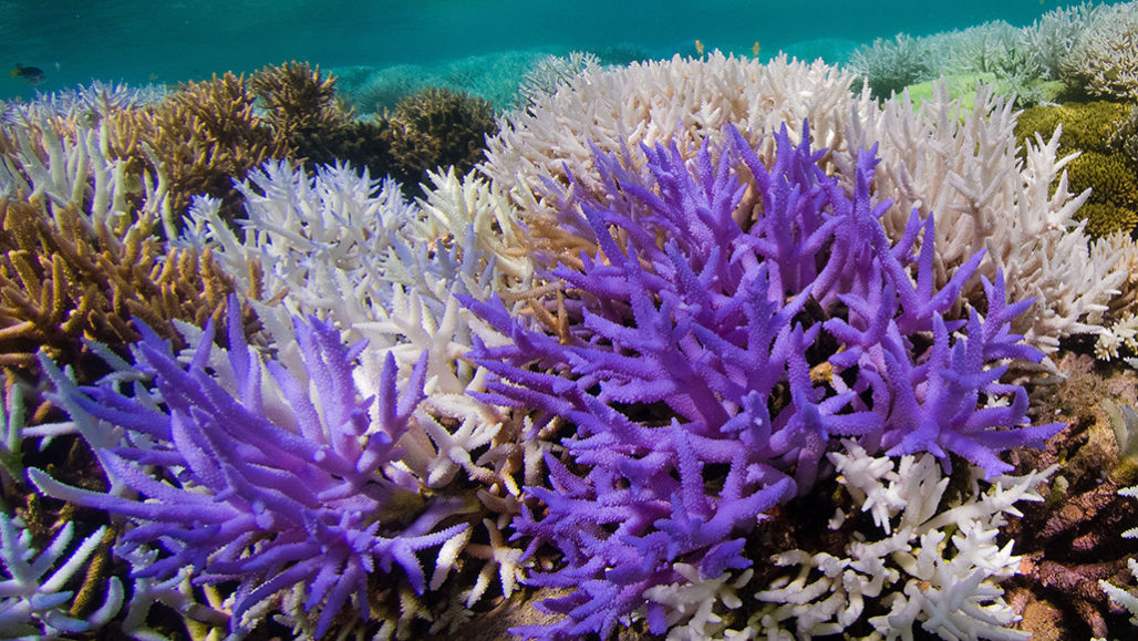 Acropora corals in New Caledonia