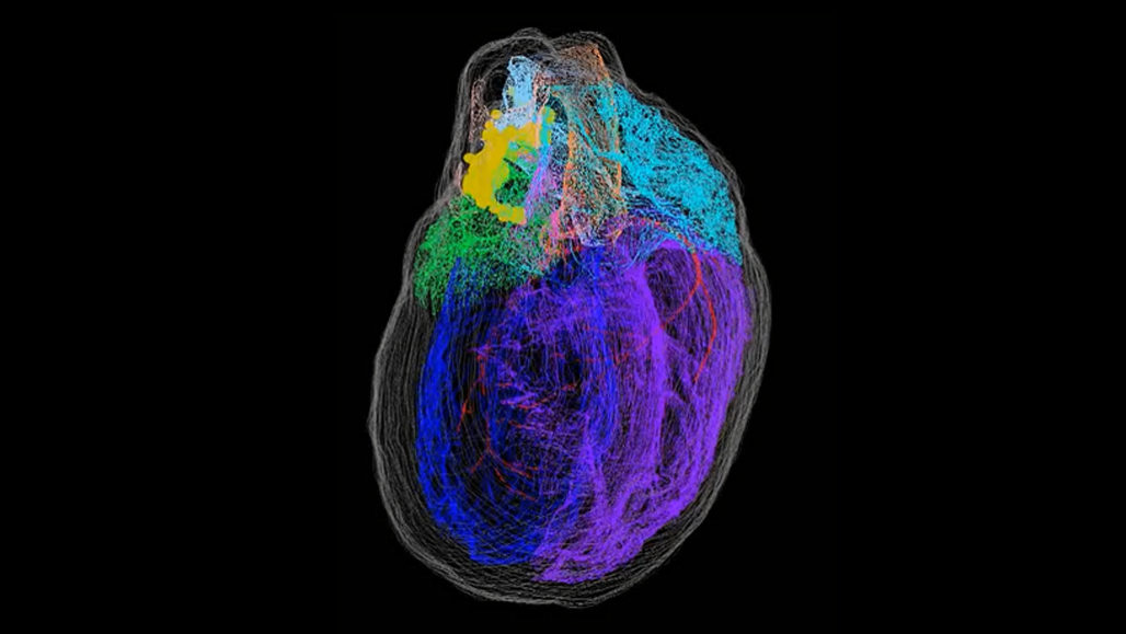 Kaart van de 'hersenen' van het hart