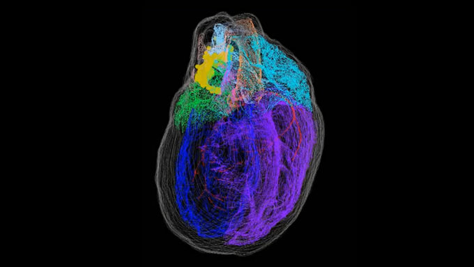 Map of the heart's 'brain'