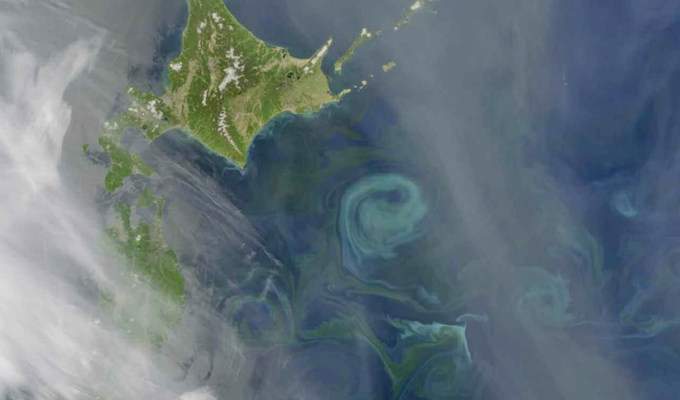 phytoplankton swirl