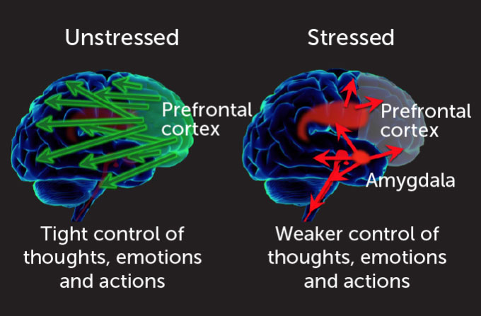 experiment diagram of brains