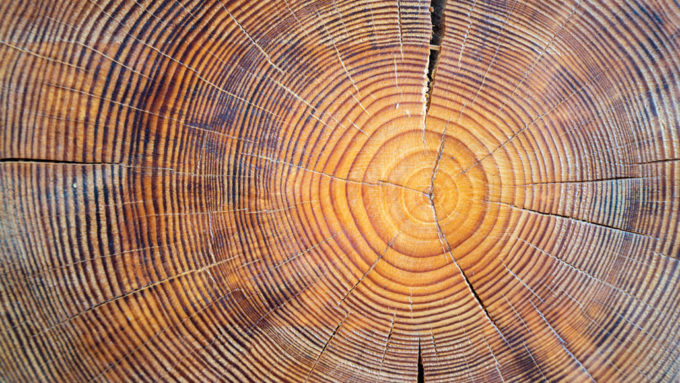 a photo showing tree rings