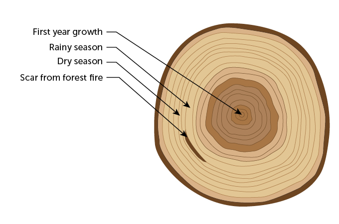 a diagram showing tree rings and corresponding events