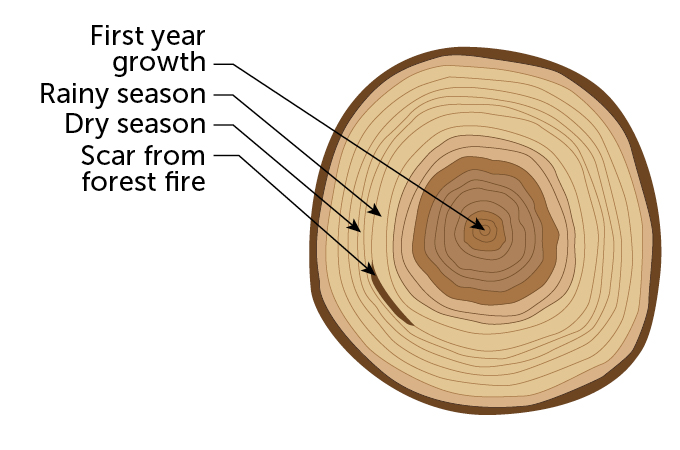 a diagram showing tree rings and corresponding events