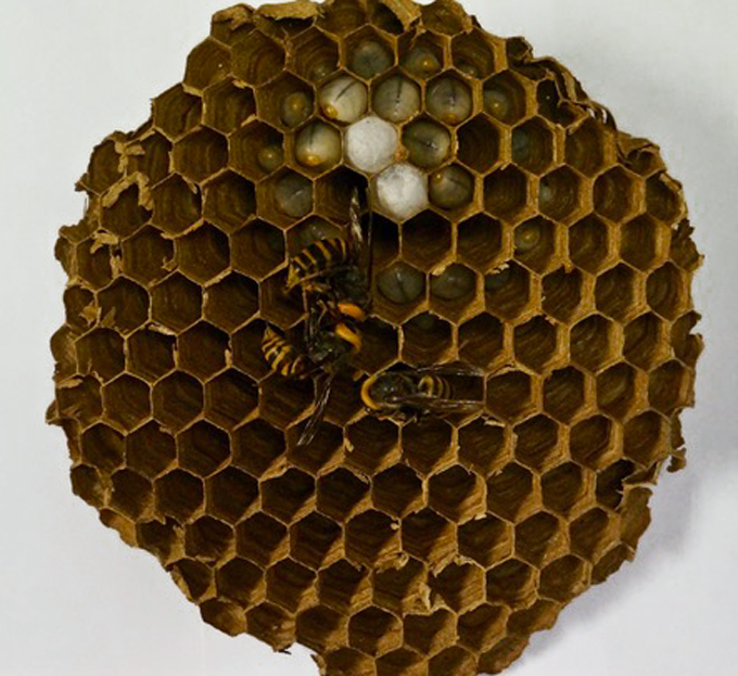 Giant hornet nest