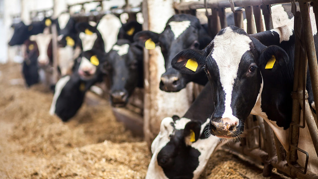 a photo of livestock cows