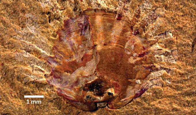 fossilized brachiopod