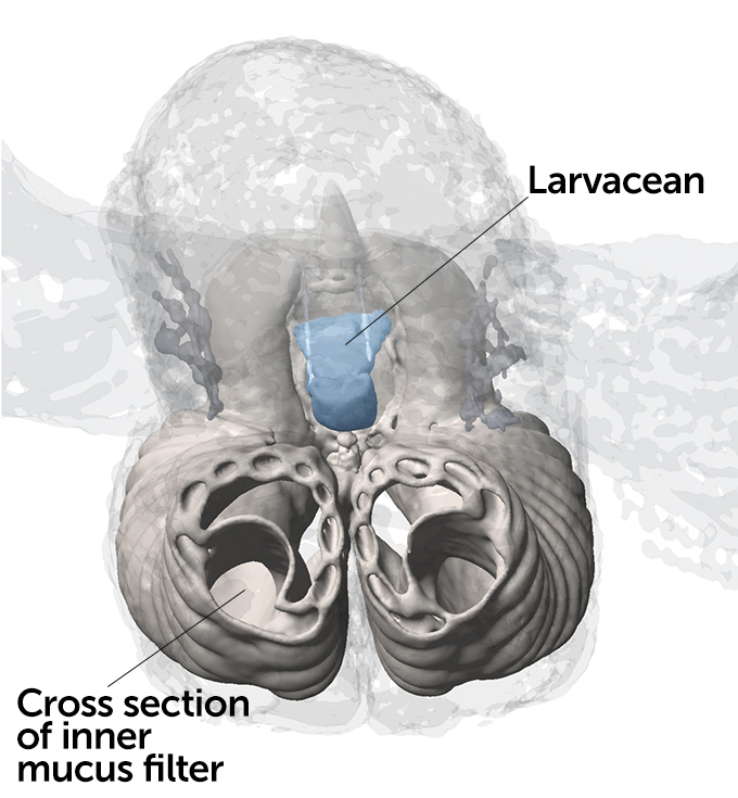 Laser scan of larvacean mucus house