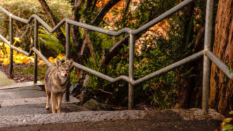 coyote walking up stairs in a park