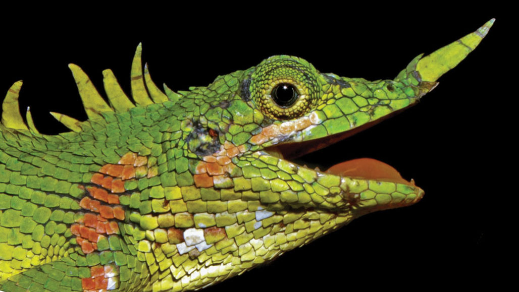 Modigliani’s nose-horned lizard