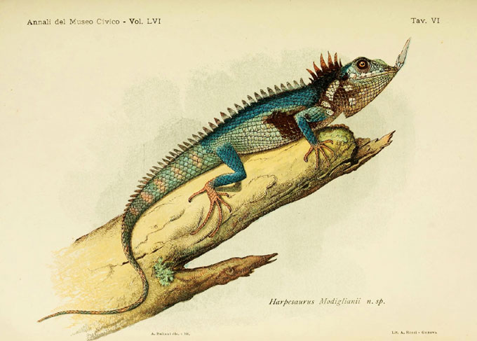 drawing of Modigliani’s nose-horned lizard