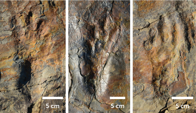 fossil footprints